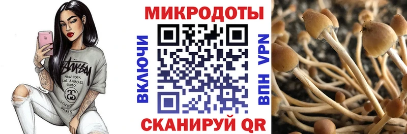 Псилоцибиновые грибы Psilocybe  Нововоронеж 